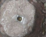A picture of step 1 of Matar Ke Chole.
