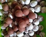 Foto langkah ke 3 dari resep Boba Nutrijel Coklat.