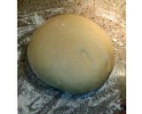 Foto del paso 4 de la receta: Roles de Canela - Cinnamon Rolls