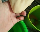 Foto langkah ke 5 dari resep Pempek dos (tanpa ikan).