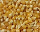 Foto langkah ke 1 dari resep Popcorn Pandan.