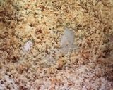 ब्रेड की चुरी (Bread ki churi recipe in hindi) रेसिपी चरण 2 फोटो