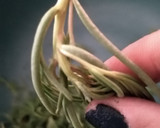 Foto del paso 2 de la receta: Romeritos