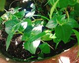 Hình bước làm 1 của món Gỏi rau càng cua