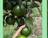 Foto langkah ke 1 dari resep Jeruk Hangat Madu.