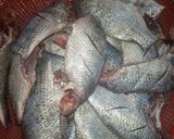 A picture of step 1 of چڑا مچھلی فرائی tilapia fish fry.