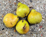 Foto del paso 1 de la receta: 🍐🪻 Peras al almíbar de azafrán + Tarta de peras al azafrán - Dos recetas en una 🪻🍐