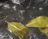 Foto del paso 3 de la receta: Pepinos en conserva