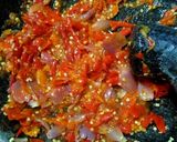 Foto langkah ke 3 dari resep 119. 🌶️ SAMBAL MERAH ALA PADANG🌶️.
