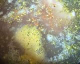 Ramen recept fázis 1 fotója