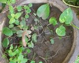 A picture of step 2 of Kitchen garden leafy Digestive cold drinks.