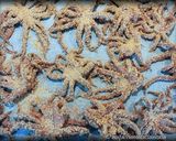 Foto del passaggio 4 della ricetta Crema di Peperoni con Moscardini Croccanti