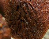 Foto langkah ke 8 dari resep Kue SARANG SEMUT.