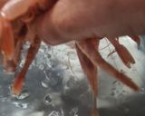 Foto del paso 6 de la receta: 194. Gambas Cocidas