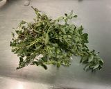 Une image de l'étape 2 de Conserve de concassée de tomates, ail, basilic et oignon blanc.