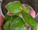 Foto del paso 1 de la receta: Infusión de albahaca, jengibre y limón 🌱 🫚 🍋 Infusión antinflamatoria de albahaca