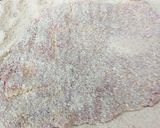 Foto del paso 3 de la receta: Milanesa de carne