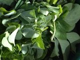 Tumis daun Ubi sederhana