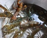 Foto del paso 1 de la receta: Caldillo de camarones de tierra