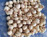 Hình bước làm 1 của món Buổi sáng với cháo bồ câu hạt sen