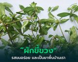 รูปขั้นตอนการทำที่ 5 ของ คั่วป่าผักขี้ขวง(สะเดาดิน)แมงลัก🌶️🧄