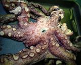Foto del paso 1 de la receta: PULPO🐙A La Gallega Por Mí...!🐙