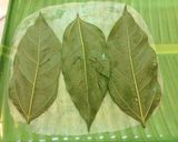 Hình bước làm 5 của món Nem thính cuốn bánh tráng
