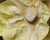 Fejes káposzta savanyítás recept fázis 1 fotója