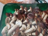Creamy Pumpkin Mushroom Soup