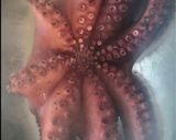 Foto del paso 1 de la receta: Pulpo a la mugardesa