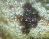 Foto langkah ke 9 dari resep Khao Pad Tom Yum Gai (ข้าวผัดต้มยำไก่) ala Violet Azalea.