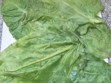 Arrollados de hojas de acelga