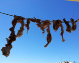 Foto del paso 11 de la receta: Como secar carne de cordero, para hacer estofados de carne deshidratada