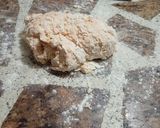 Foto del paso 4 de la receta: Bizcochitos de Pimentón