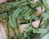 Foto langkah ke 2 dari resep Urap Anggur Laut.