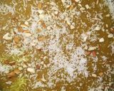 A picture of step 6 of Ashtami special prasaad the puri chana and halwa thali.