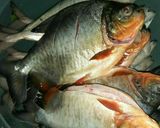 Foto langkah ke 1 dari resep Pepes Ikan Bawal ft Ikan Kembung Bumbu Kelapa Muda.