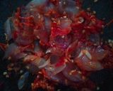 Foto langkah ke 4 dari resep Sambal Terong Lalap.