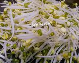 Hình bước làm 4 của món Làm giá đậu xanh