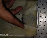 Foto langkah ke 2 dari resep Lumpia pisang coklat.