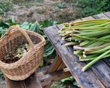 Une image de l'étape 1 de Tarte à la rhubarbe du jardin.