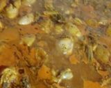 Foto del paso 5 de la receta: Arroz con pollo