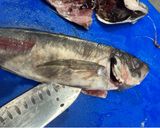 A picture of step 1 of Japanese semi-dried horse mackerel.