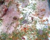 Foto del paso 2 de la receta: Asado a la parrilla de pecho y colita especiadas