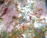 Foto del paso 2 de la receta: Asado a la parrilla de pecho y colita especiadas