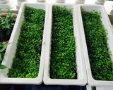 Hình bước làm 5 của món Salat rau mầm nhà trồng