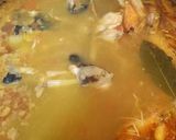 Foto del paso 5 de la receta Fumet de peix "caldo de pescado"