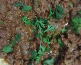A picture of step 5 of Tandoori Smoked Keema.