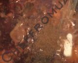 A picture of step 9 of Chicken Qorma.