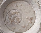 Foto del paso 2 de la receta: Pan de muerto